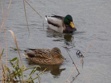 Spacer po Sieradzu w ramach Zimowego Ptakoliczenia 2025, 